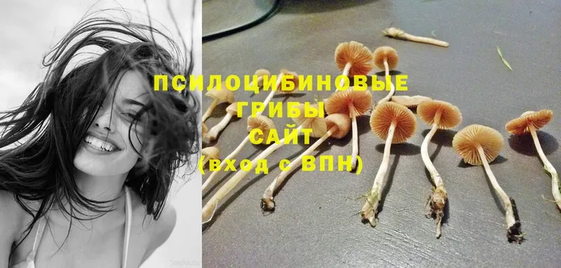 хочу наркоту  мега ONION  Галлюциногенные грибы Magic Shrooms  Богородск 